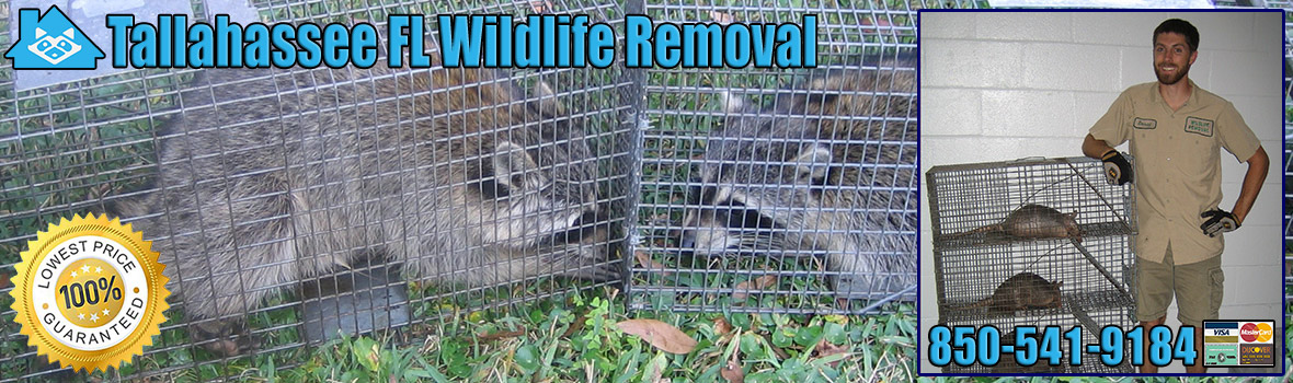 Tallahassee Animal Removal, Critter Trapping Florida